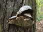 Bükkfa-tapló (Fomes fomentarius), Budai-hegység. Idős, sérült bükkfa-tapló holt vadgesztenyefán